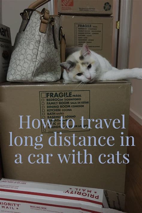 transporting cats across country.